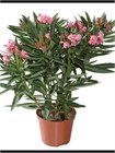 Олеандр обыкновенный (Nerium oleander) semena_oleandr - фото 4154