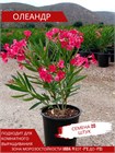 Олеандр обыкновенный (Nerium oleander) semena_oleandr - фото 4155