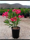 Олеандр обыкновенный (Nerium oleander) semena_oleandr - фото 4156