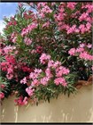 Олеандр обыкновенный (Nerium oleander) semena_oleandr - фото 4157