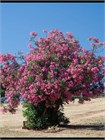 Олеандр обыкновенный (Nerium oleander) semena_oleandr - фото 4158