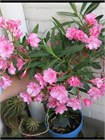 Олеандр обыкновенный (Nerium oleander) semena_oleandr - фото 4160