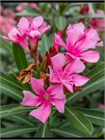 Олеандр обыкновенный (Nerium oleander) semena_oleandr - фото 4161