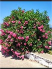 Олеандр обыкновенный (Nerium oleander) semena_oleandr - фото 4162