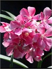 Олеандр обыкновенный (Nerium oleander) semena_oleandr - фото 4163