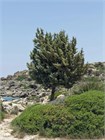 Можжевельник колючий (Juniperus oxycedrus) Семена 5 штук wb65nrmjy8 - фото 441