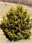 Можжевельник колючий (Juniperus oxycedrus) Семена 5 штук wb65nrmjy8 - фото 442