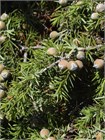 Можжевельник колючий (Juniperus oxycedrus) Семена 5 штук wb65nrmjy8 - фото 444