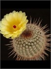 Семена кактус Пародия Линки (Parodia linkii) 5 шт. kaktus_08 - фото 536