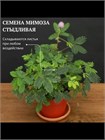 Семена Мимоза стыдливая (Mimosa pudica) 5 шт. semena_mimoza - фото 567