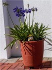 Агапантус стеблевой (Agapanthus caulescens) Семена 5 штук 987654345678 - фото 594