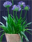 Агапантус стеблевой (Agapanthus caulescens) Семена 5 штук 987654345678 - фото 596