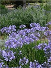 Агапантус стеблевой (Agapanthus caulescens) Семена 5 штук 987654345678 - фото 597