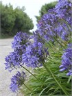 Агапантус стеблевой (Agapanthus caulescens) Семена 5 штук 987654345678 - фото 598