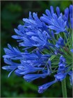 Агапантус стеблевой (Agapanthus caulescens) Семена 5 штук 987654345678 - фото 599