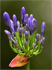 Агапантус стеблевой (Agapanthus caulescens) Семена 5 штук 987654345678 - фото 600