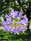 Агапантус стеблевой (Agapanthus caulescens) Семена 5 штук 987654345678 - фото 602