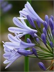 Агапантус стеблевой (Agapanthus caulescens) Семена 5 штук 987654345678 - фото 603