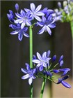 Агапантус стеблевой (Agapanthus caulescens) Семена 5 штук 987654345678 - фото 604