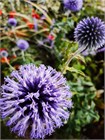 Агапантус стеблевой (Agapanthus caulescens) Семена 5 штук 987654345678 - фото 605