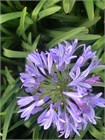 Агапантус стеблевой (Agapanthus caulescens) Семена 5 штук 987654345678 - фото 606