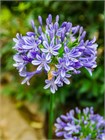 Агапантус стеблевой (Agapanthus caulescens) Семена 5 штук 987654345678 - фото 607