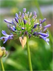 Агапантус стеблевой (Agapanthus caulescens) Семена 5 штук 987654345678 - фото 608