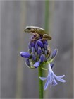 Агапантус стеблевой (Agapanthus caulescens) Семена 5 штук 987654345678 - фото 609
