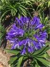 Агапантус стеблевой (Agapanthus caulescens) Семена 5 штук 987654345678 - фото 610