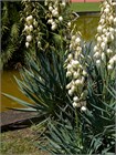 Семена Юкка Торри (Yucca torreyi) 3 шт. sem_024 - фото 621