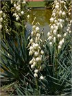 Семена Юкка Торри (Yucca torreyi) 3 шт. sem_024 - фото 622