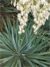 Семена Юкка Торри (Yucca torreyi) 3 шт. sem_024 - фото 623