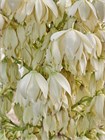 Семена Юкка Торри (Yucca torreyi) 3 шт. sem_024 - фото 625