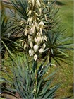 Семена Юкка Торри (Yucca torreyi) 3 шт. sem_024 - фото 626