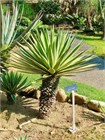 Семена Юкка Торри (Yucca torreyi) 3 шт. sem_024 - фото 628