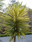 Семена Юкка Торри (Yucca torreyi) 3 шт. sem_024 - фото 629