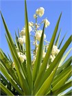 Семена Юкка Торри (Yucca torreyi) 3 шт. sem_024 - фото 630