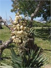 Семена Юкка Торри (Yucca torreyi) 3 шт. sem_024 - фото 631