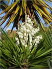 Семена Юкка Торри (Yucca torreyi) 3 шт. sem_024 - фото 632