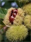 Дуб Каштанолистный (Quercus castaneifolia) Семена 5 штук 9458645678909876 - фото 647