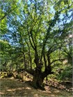 Дуб Каштанолистный (Quercus castaneifolia) Семена 5 штук 9458645678909876 - фото 648