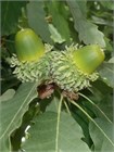 Дуб Каштанолистный (Quercus castaneifolia) Семена 5 штук 9458645678909876 - фото 651