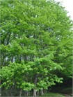 Дуб Каштанолистный (Quercus castaneifolia) Семена 5 штук 9458645678909876 - фото 652