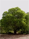 Дуб Каштанолистный (Quercus castaneifolia) Семена 5 штук 9458645678909876 - фото 655