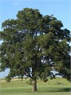 Дуб Каштанолистный (Quercus castaneifolia) Семена 5 штук 9458645678909876 - фото 656