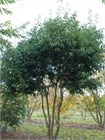 Дуб Каштанолистный (Quercus castaneifolia) Семена 5 штук 9458645678909876 - фото 658