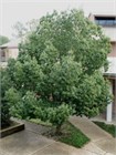 Дуб Каштанолистный (Quercus castaneifolia) Семена 5 штук 9458645678909876 - фото 661