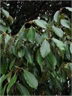 Дуб Каштанолистный (Quercus castaneifolia) Семена 5 штук 9458645678909876 - фото 662