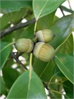 Дуб Каштанолистный (Quercus castaneifolia) Семена 5 штук 9458645678909876 - фото 663