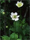 Анемона виргинская (Anemone virginiana) Семена 20 штук 87654456787654 - фото 686